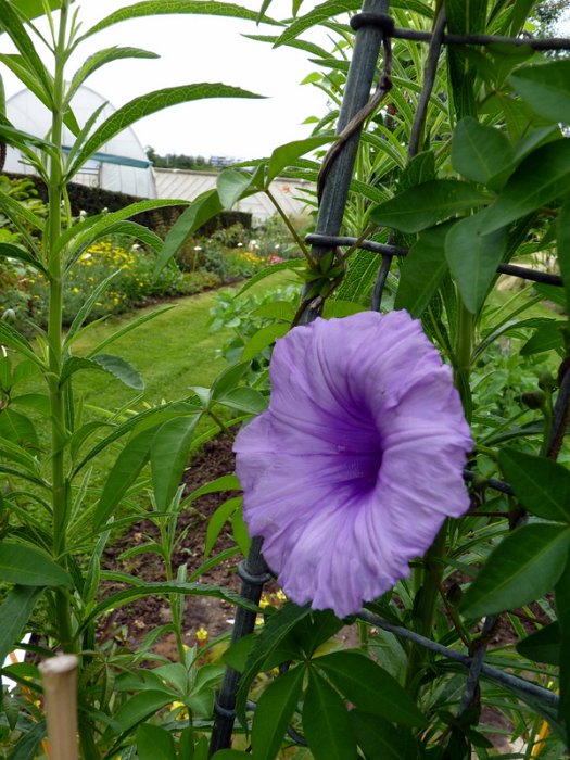 Ipomoea cairica fleur